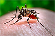 Dengue spike: Karnataka Health dept focuses on source reduction measures